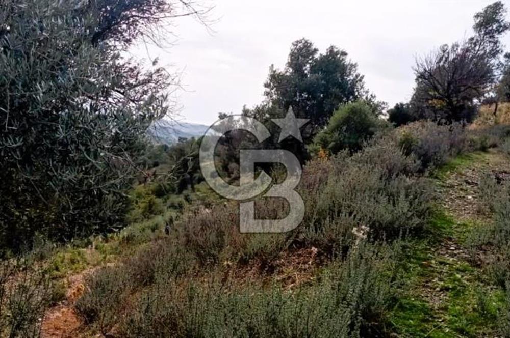 Seferihisar Beyler Köyü’nde Verimli Zeytinlik