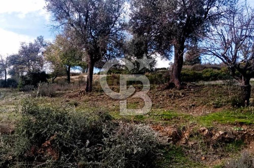 Seferihisar Beyler Köyü’nde Verimli Zeytinlik