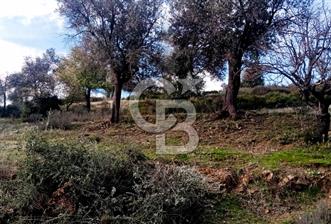 Seferihisar Beyler Köyü’nde Verimli Zeytinlik - 2 - 377533