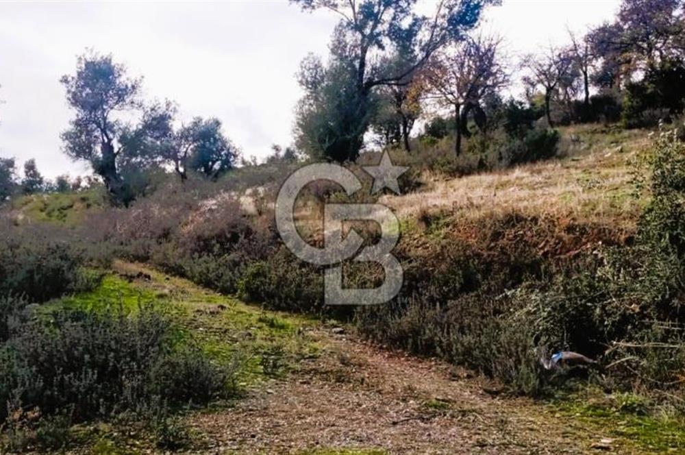 Seferihisar Beyler Köyü’nde Verimli Zeytinlik
