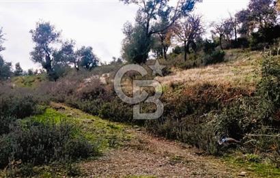 Seferihisar Beyler Köyü’nde Verimli Zeytinlik