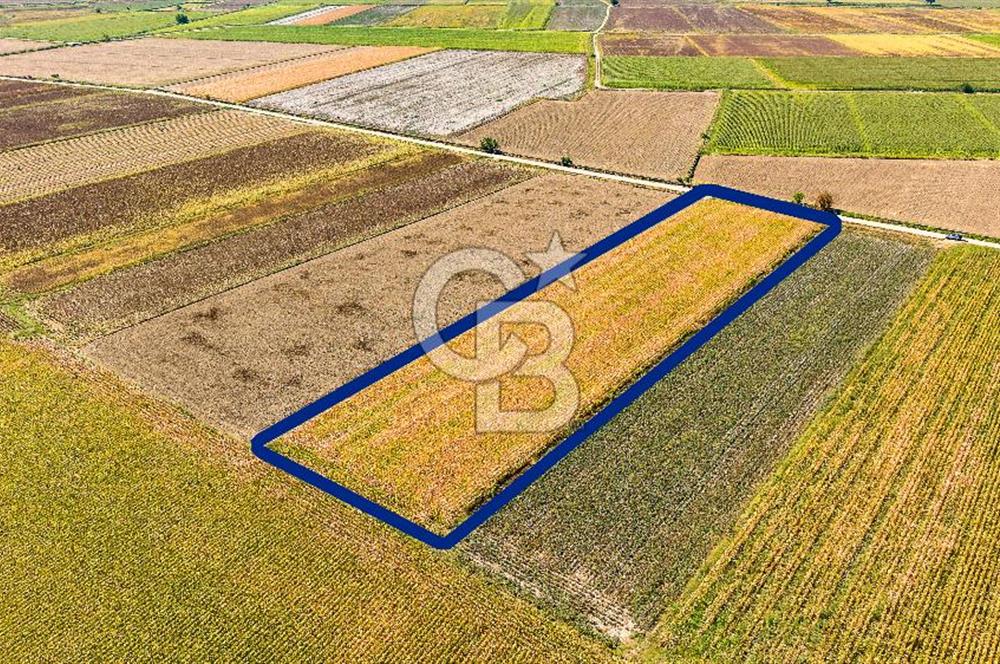 FOÇA GERENKÖY'DE 9.066 M² VERİMLİ, SUYU MEVCUT SATILIK TARLA