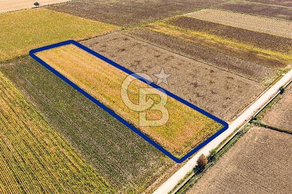 FOÇA GERENKÖY'DE 9.066 M² VERİMLİ, SUYU MEVCUT SATILIK TARLA