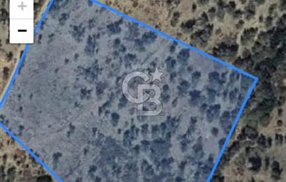 Seferihisar Beyler Köyü’nde Verimli Zeytinlik