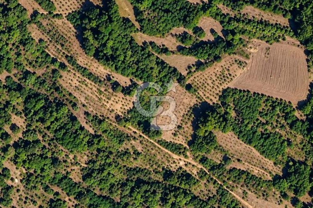 KOCAELİ KANDIRA KUZBUZCUDA 1.153 m² YERLEŞİME YAKIN TARLA