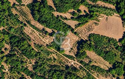 KOCAELİ KANDIRA KUZBUZCUDA 1.153 m² YERLEŞİME YAKIN TARLA