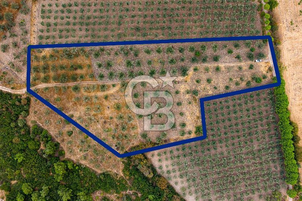 ALİAĞA HELVACIDA SATILIK 2.166 m² ZEYTİNLİ TARLA!