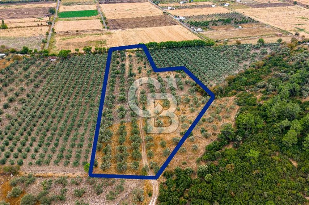 ALİAĞA HELVACIDA SATILIK 2.166 m² ZEYTİNLİ TARLA!