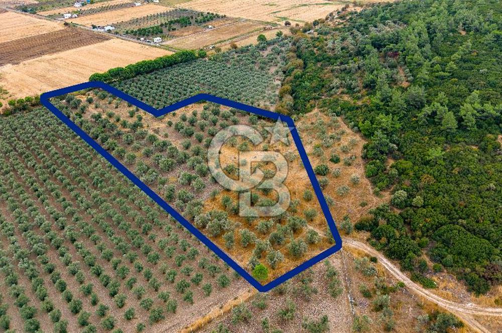 ALİAĞA HELVACIDA SATILIK 2.166 m² ZEYTİNLİ TARLA!