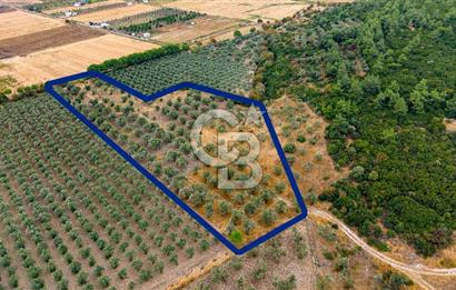 ALİAĞA HELVACIDA SATILIK 2.166 m² ZEYTİNLİ TARLA!
