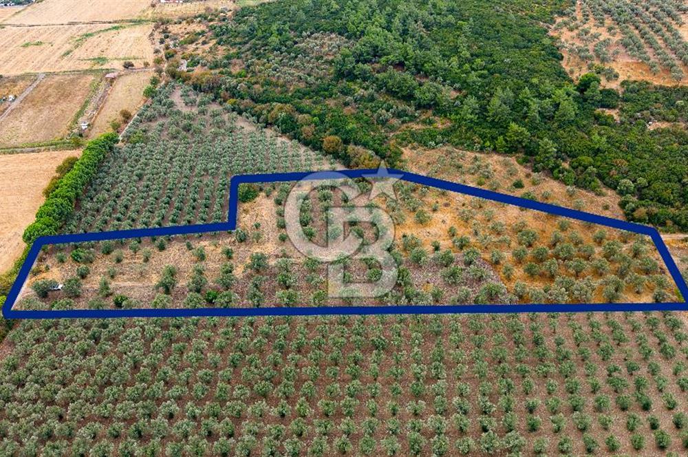 ALİAĞA HELVACIDA SATILIK 2.166 m² ZEYTİNLİ TARLA!