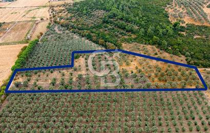 ALİAĞA HELVACIDA SATILIK 2.166 m² ZEYTİNLİ TARLA!