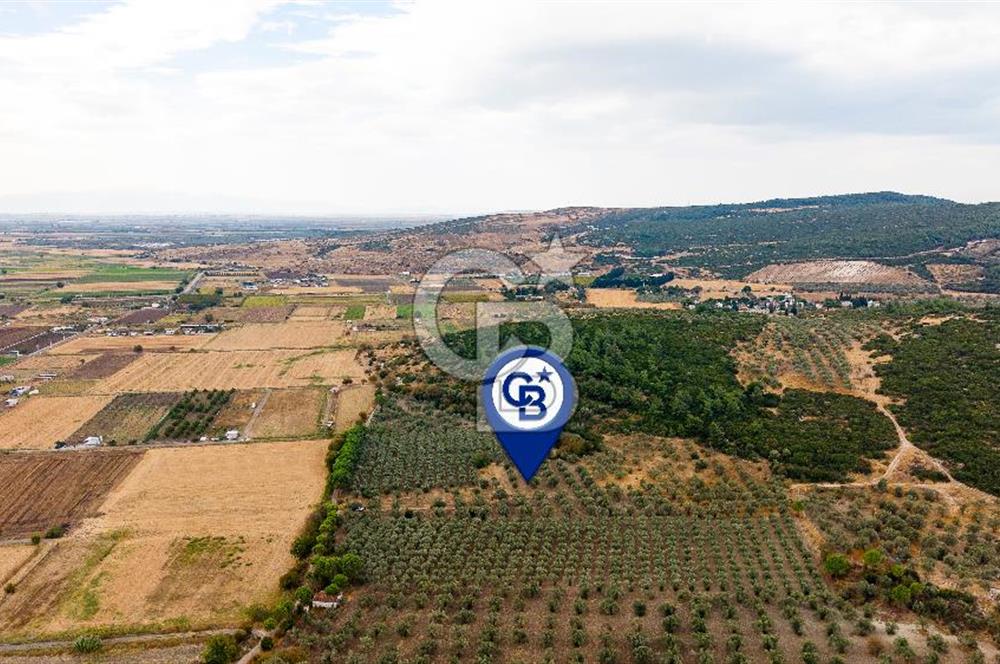 ALİAĞA HELVACIDA SATILIK 2.166 m² ZEYTİNLİ TARLA!