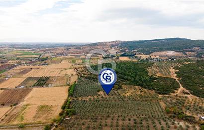 ALİAĞA HELVACIDA SATILIK 2.166 m² ZEYTİNLİ TARLA!