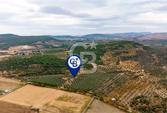 ALİAĞA HELVACIDA SATILIK 2.166 m² ZEYTİNLİ TARLA! - 5 - 377585