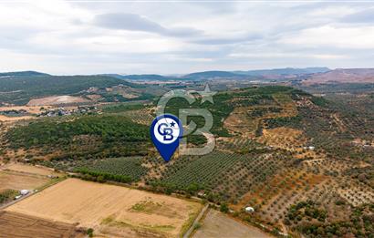 ALİAĞA HELVACIDA SATILIK 2.166 m² ZEYTİNLİ TARLA!
