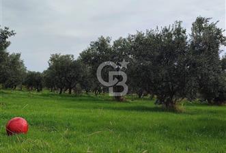 Tekirdağ Şarköy Güzelköy'de Deniz Manzaralı Satılık Arsa - 4 - 377608