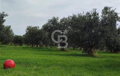 Tekirdağ Şarköy Güzelköy'de Deniz Manzaralı Satılık Arsa