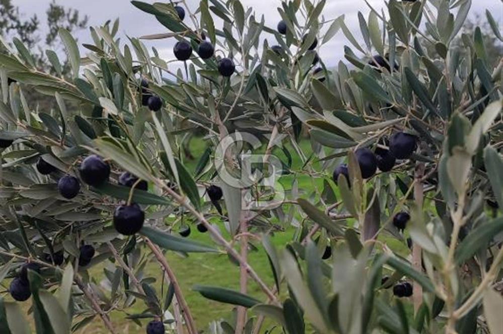 Tekirdağ Şarköy Güzelköy'de Deniz Manzaralı Satılık Arsa