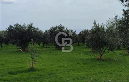 Tekirdağ Şarköy Güzelköy'de Deniz Manzaralı Satılık Arsa