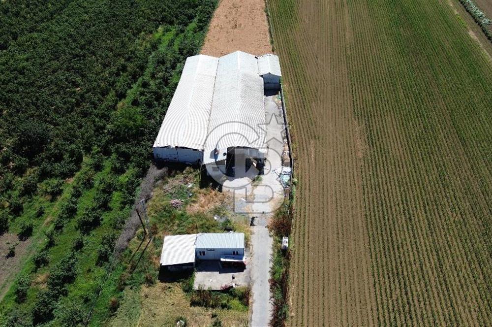 SERDİVAN UZUNKÖYDE 3640M2 TAM DONANIMLI BÜYÜKBAŞ HAYVAN ÇİFTLİĞİ