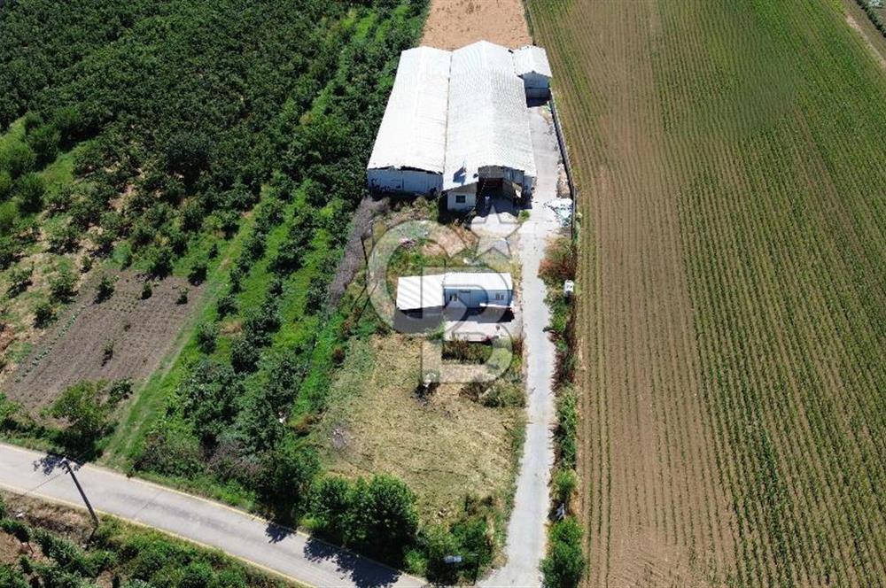 SERDİVAN UZUNKÖYDE 3640M2 TAM DONANIMLI BÜYÜKBAŞ HAYVAN ÇİFTLİĞİ