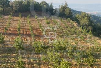 Denizli Babadağ  demirli satılık tarla  - 1 - 377656