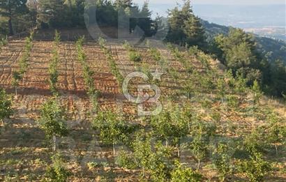 Denizli Babadağ  demirli satılık tarla 