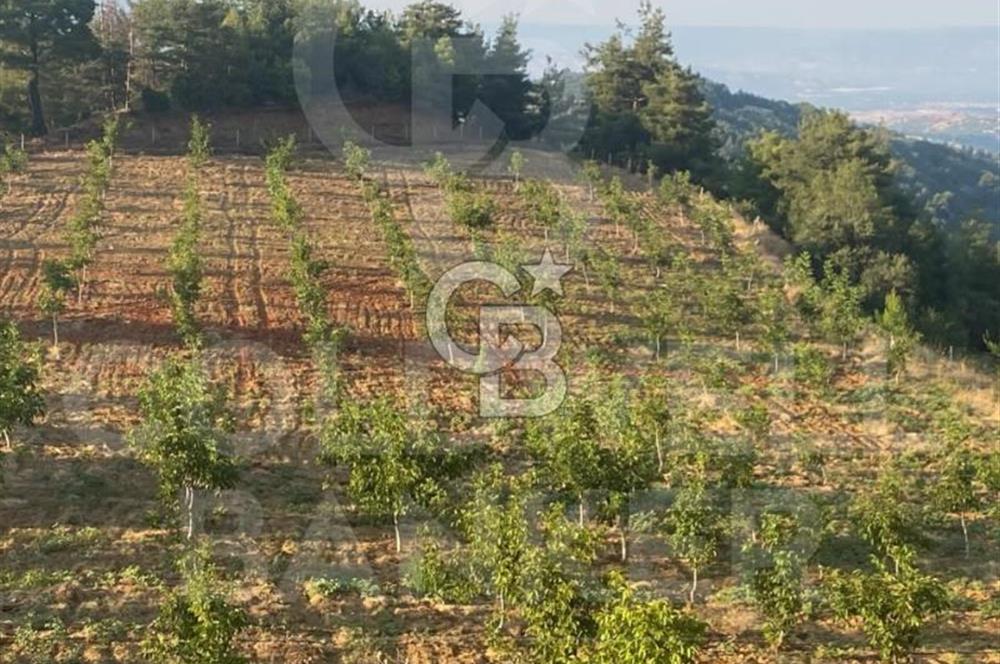 Denizli Babadağ  demirli satılık tarla 