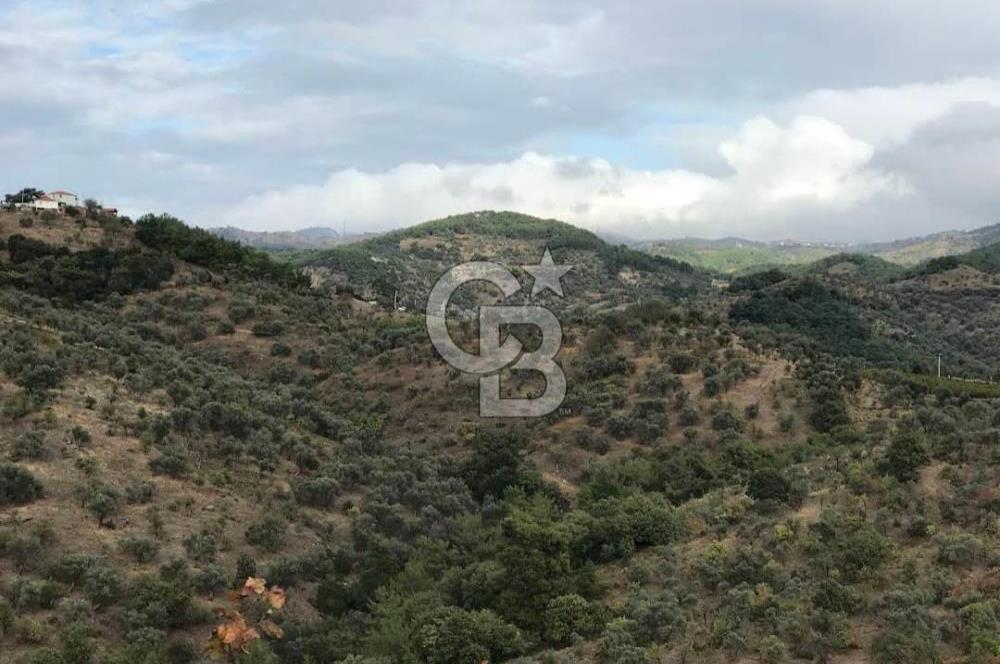 Seferihisar Gölcük Mahallesinde 45.000 m² Satılık Zeytinlik