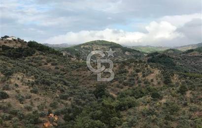 Seferihisar Gölcük Mahallesinde 45.000 m² Satılık Zeytinlik