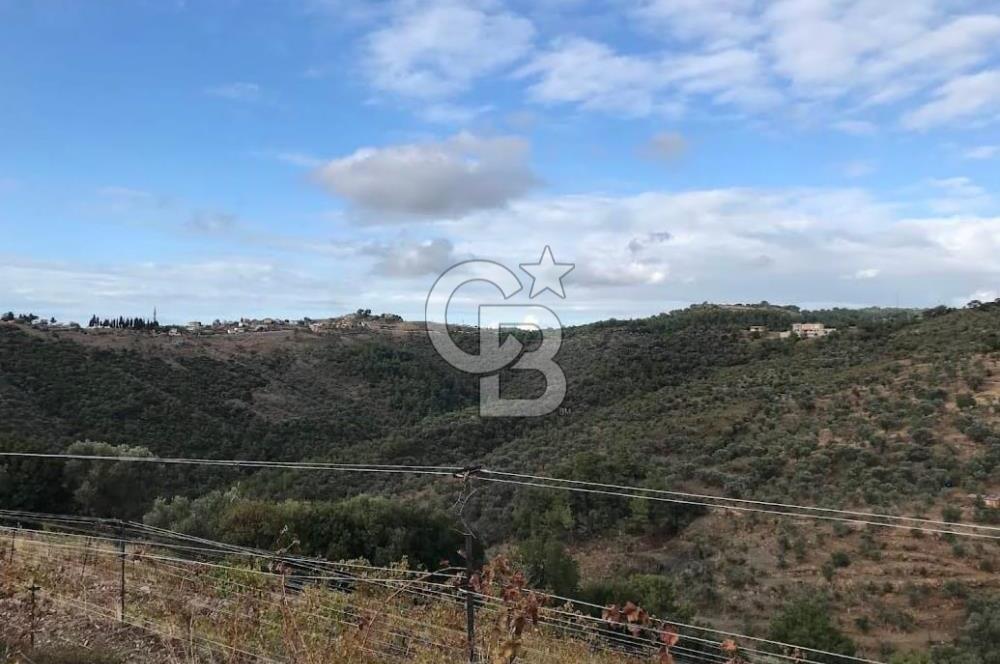 Seferihisar Gölcük Mahallesinde 45.000 m² Satılık Zeytinlik