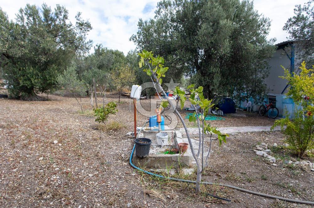 Aliağa Helvacı'da Satılık Müstakil Tapulu Zeytinli Tarla