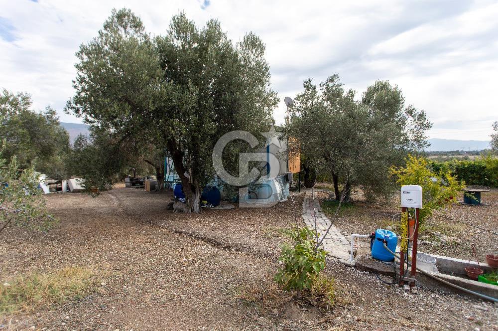 Aliağa Helvacı'da Satılık Müstakil Tapulu Zeytinli Tarla