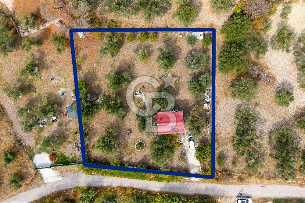 Aliağa Helvacı'da Satılık Müstakil Tapulu Zeytinli Tarla