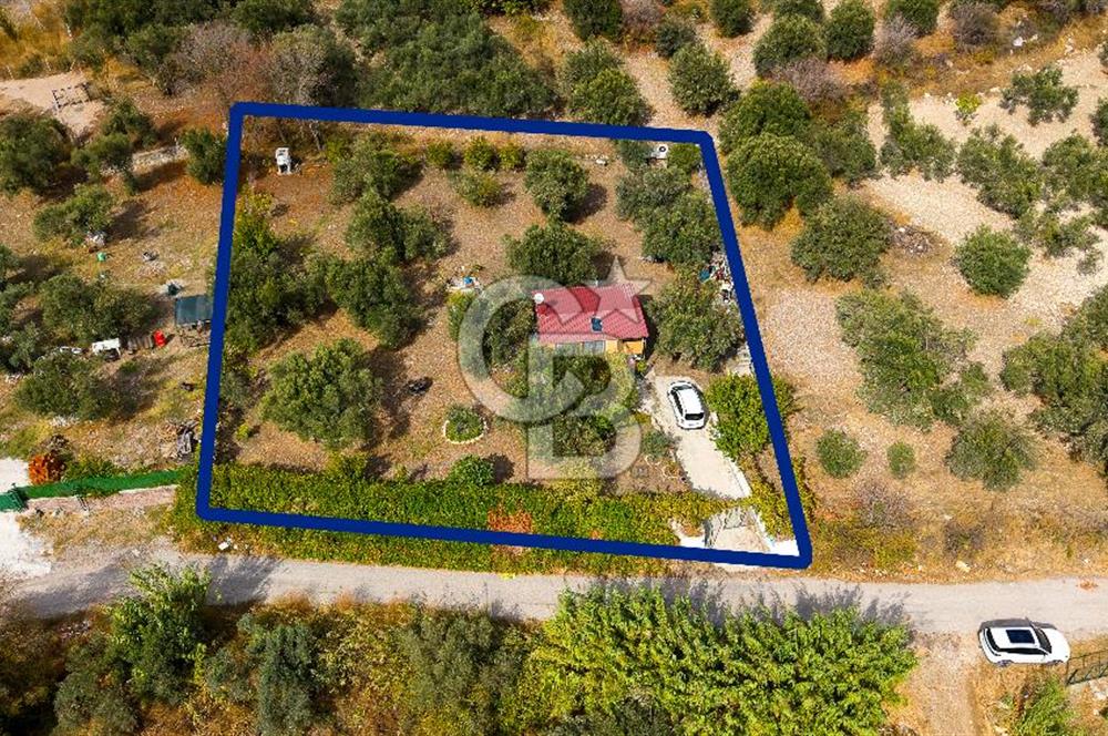 Aliağa Helvacı'da Satılık Müstakil Tapulu Zeytinli Tarla