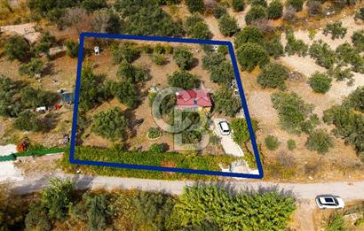 Aliağa Helvacı'da Satılık Müstakil Tapulu Zeytinli Tarla