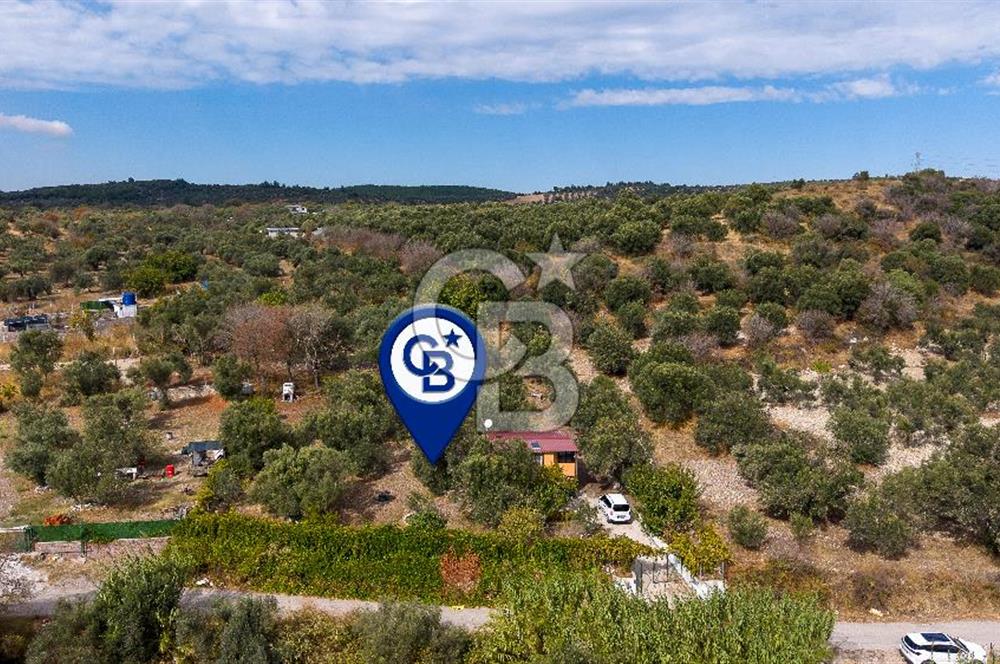 Aliağa Helvacı'da Satılık Müstakil Tapulu Zeytinli Tarla