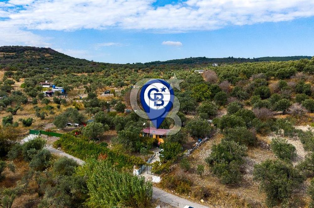 Aliağa Helvacı'da Satılık Müstakil Tapulu Zeytinli Tarla