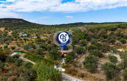 Aliağa Helvacı'da Satılık Müstakil Tapulu Zeytinli Tarla