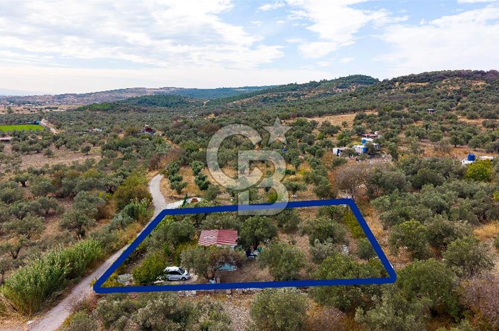 Aliağa Helvacı'da Satılık Müstakil Tapulu Zeytinli Tarla
