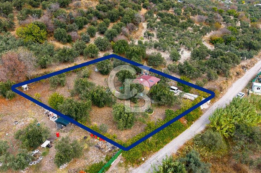 Aliağa Helvacı'da Satılık Müstakil Tapulu Zeytinli Tarla