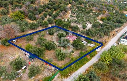 Aliağa Helvacı'da Satılık Müstakil Tapulu Zeytinli Tarla