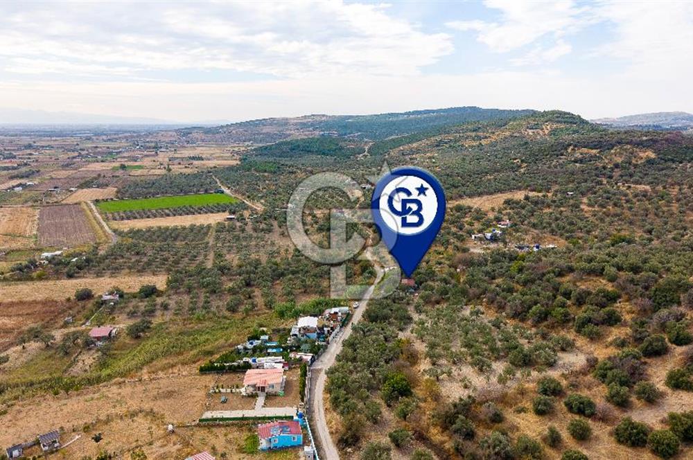 Aliağa Helvacı'da Satılık Müstakil Tapulu Zeytinli Tarla