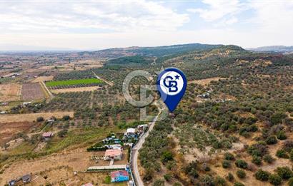 Aliağa Helvacı'da Satılık Müstakil Tapulu Zeytinli Tarla