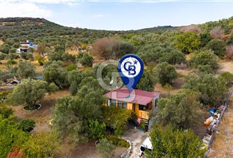 Aliağa Helvacı'da Satılık Müstakil Tapulu Zeytinli Tarla - 5 - 377911