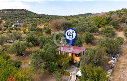 Aliağa Helvacı'da Satılık Müstakil Tapulu Zeytinli Tarla