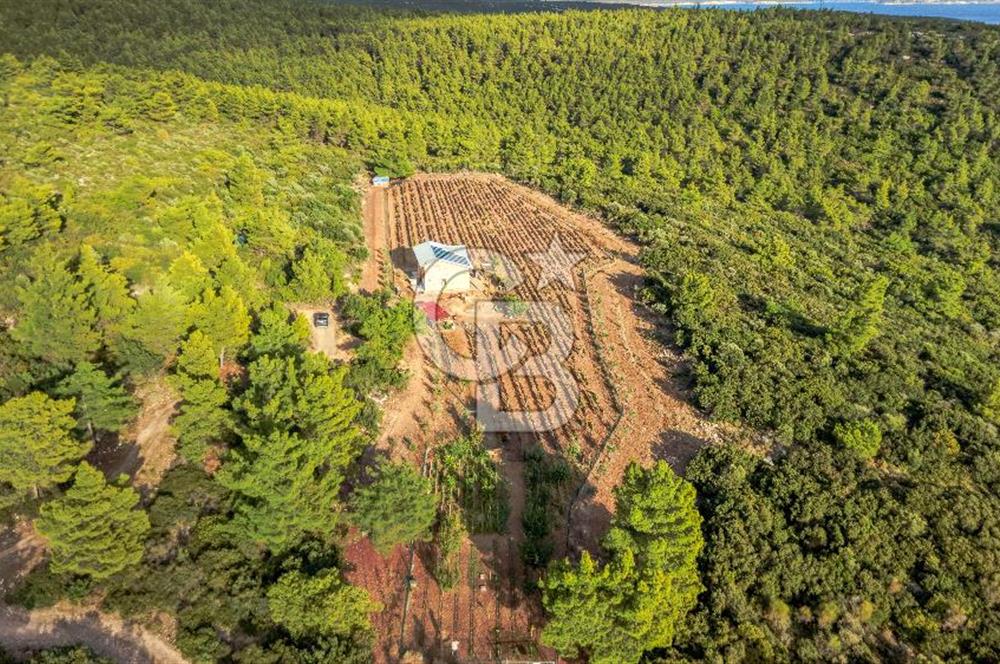 URLA DEMİRCİLİ’DE DENİZ MANZARALI, KOY’A 1 KM MESAFEDE SATILIK VERİMLİ ÜZÜM BAĞI VE BAĞ EVİ