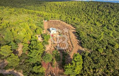 URLA DEMİRCİLİ’DE DENİZ MANZARALI, KOY’A 1 KM MESAFEDE SATILIK VERİMLİ ÜZÜM BAĞI VE BAĞ EVİ