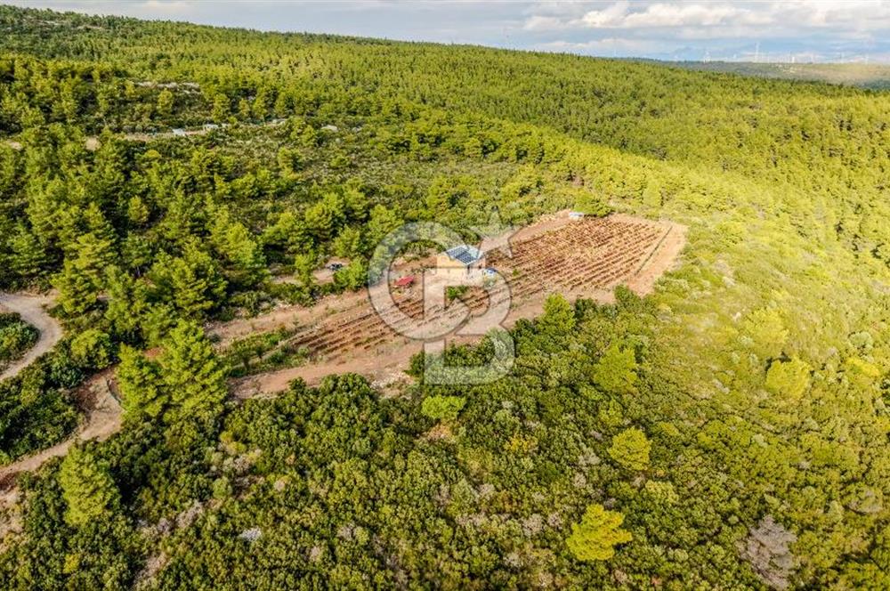 URLA DEMİRCİLİ’DE DENİZ MANZARALI, KOY’A 1 KM MESAFEDE SATILIK VERİMLİ ÜZÜM BAĞI VE BAĞ EVİ